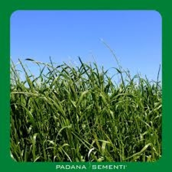 SEMI DI LOIETTO WEST. TETRAPLOIDE AUBADE 25 KG