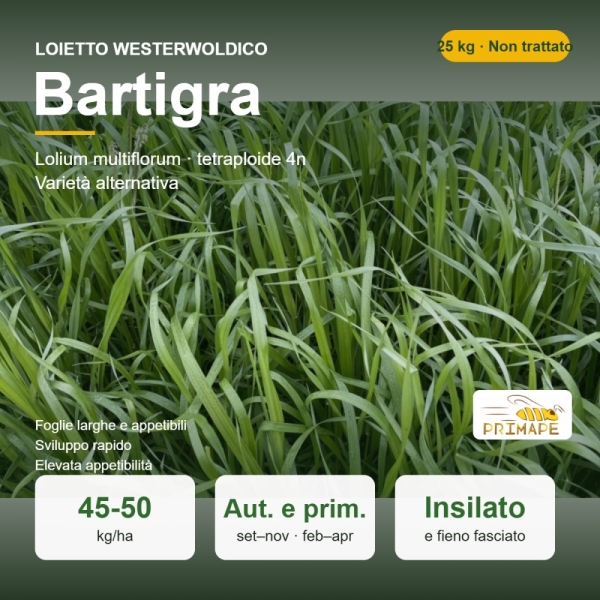 Semi di Loietto Westerwoldico Bartigra – 25 kg – Insilato e Fie...