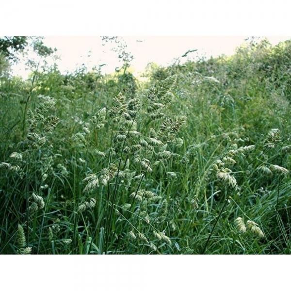SEMI DI ERBA MAZZOLINA - DACTYLIS GLOMERATA