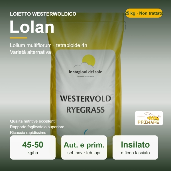 Semi di Loietto Westerwoldico Lolan – 25 kg – Insilato e Fieno ...