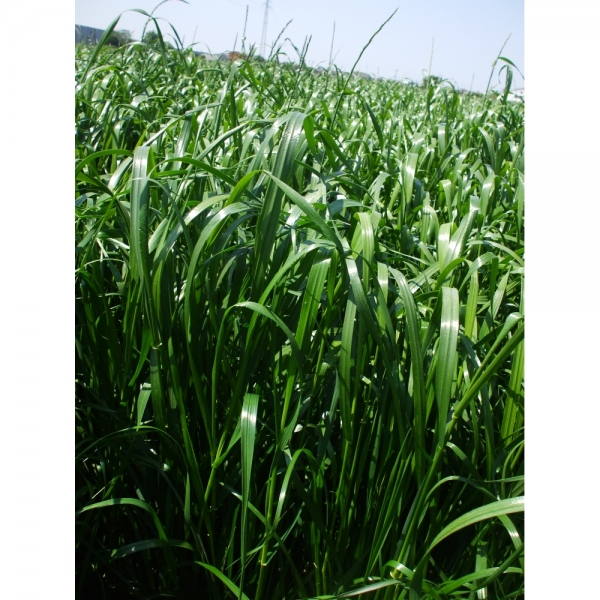 SEMI DI LOIETTO WEST. TETRAPLOIDE MC LAREN PSE 25 KG