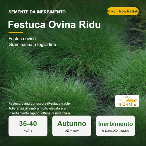 Semi di Festuca Ovina Ridu – 18 kg – Inerbimento e Pascolo – ...