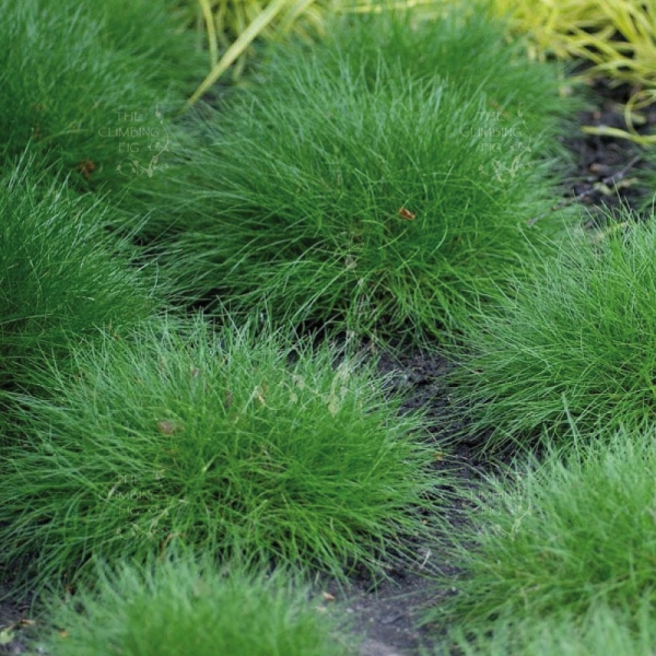 SEMI DI FESTUCA OVINA RIDU 18 kg