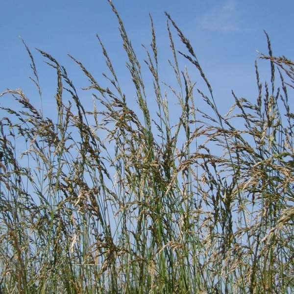 SEMI DI FESTUCA ARUNDINACEA - SWAJ BIO 15 KG