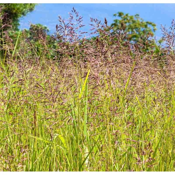 SEMI DI FESTUCA RUBRA FORAGGERA - 10 KG NON TRATTATO