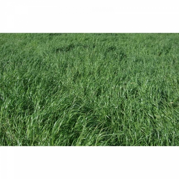 SEMI DI LOIETTO WEST. DIPLOIDE