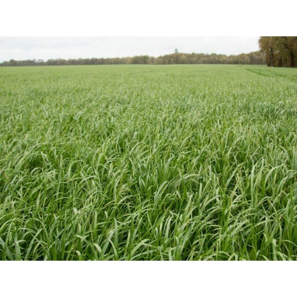 SEMI DI LOIETTO WEST. TETRAPLOIDE