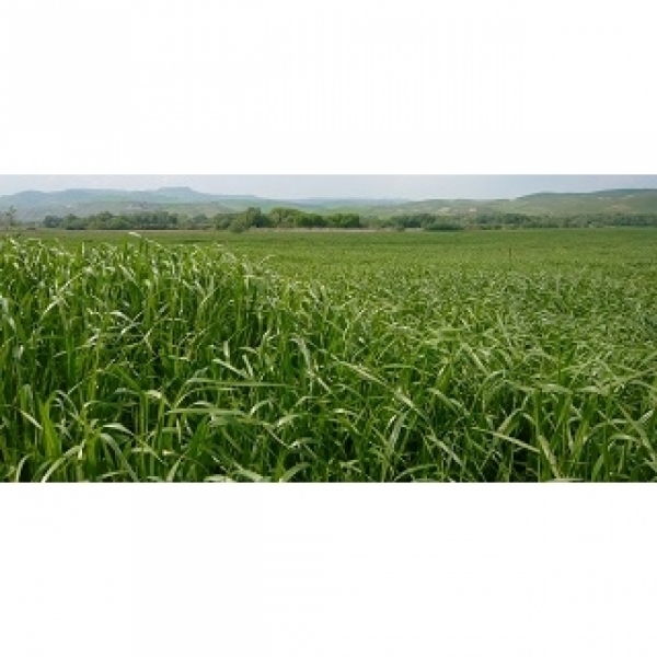 SEMI DI LOIETTO ITALICO TETRAPLOIDE