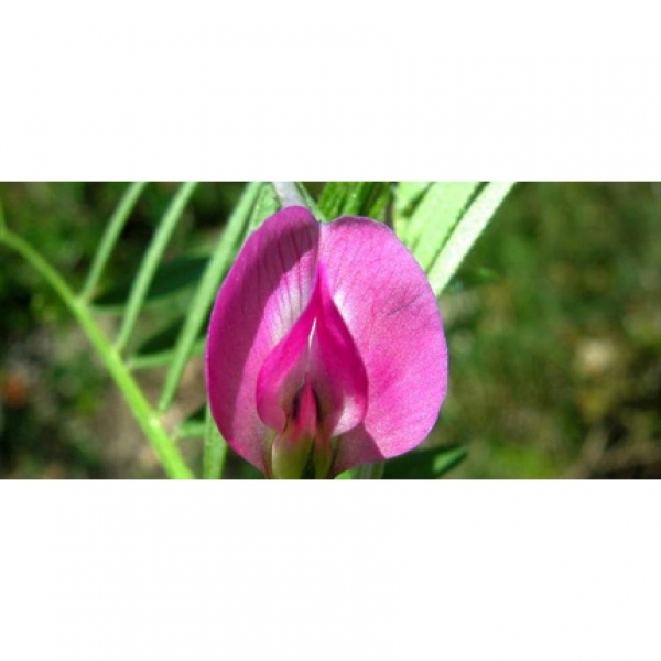 SEMI DI VECCIA COMUNE VARIETÀ JOSE' 25 KG - NON TRATTATO