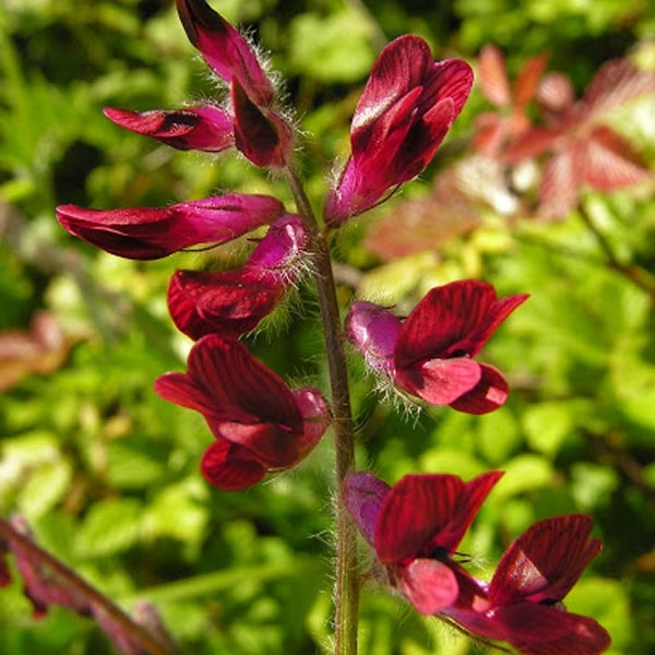 SEMI DI VECCIA DEL BENGALA POPANY COMMERCIALE 25 KG