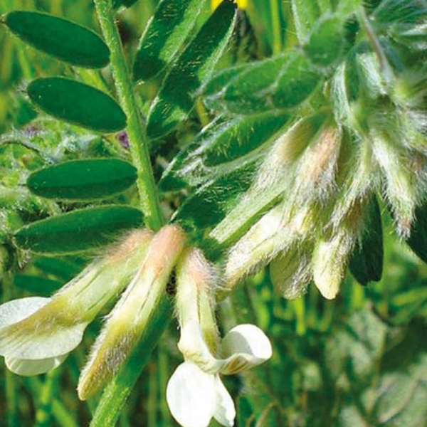 SEMI DI VECCIA PANNONICA COMMERCIALE 25 KG