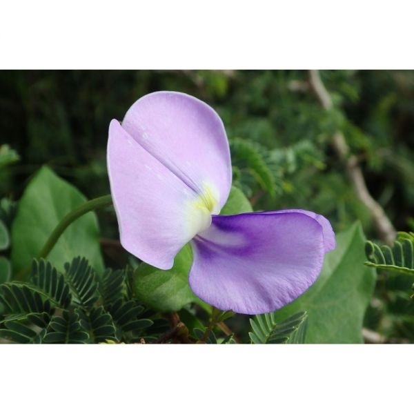 SEMI DI VIGNA CINESE BETCH WHITE 25 KG