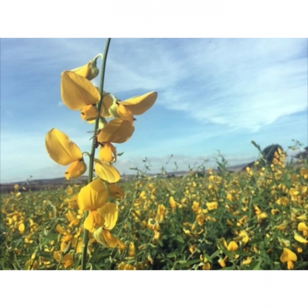 SEMI DI CROTALARIA JUNCEA CRESCENT SUNN 22,7 KG