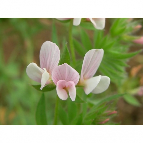 SEMI DI SERRADELLA ROSA COMMERCIALE 25 KG