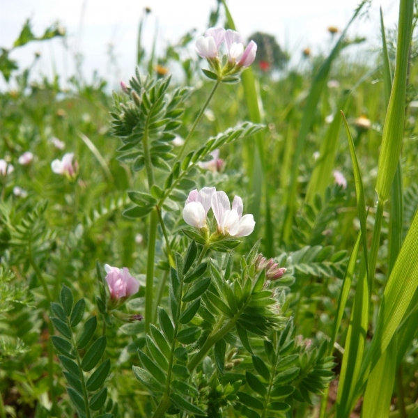 Serradella Rosa Commerciale – 25 kg – Non trattati – Per Pasc...