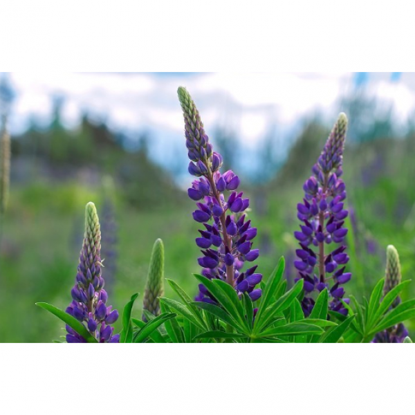 SEMI DI LUPINO A FOGLIE STRETTE BOREGINE 25 KG