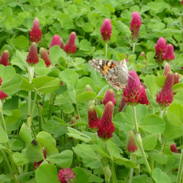 SEMI DI TRIFOGLIO INCARNATO ALBEROBELLO - PRECOCE 1 KG X 10 PZ