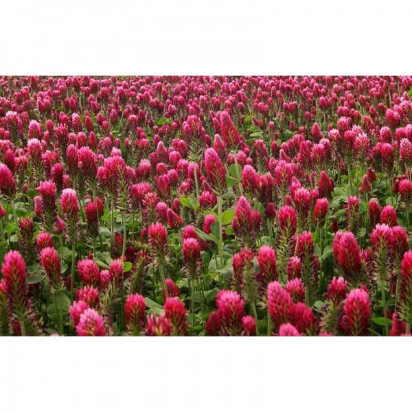 SEMI DI TRIFOGLIO INCARNATO PIER - PRECOCE 25 KG