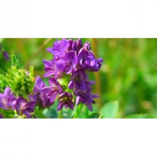 SEMI DI TRIFOGLIO INCARNATO HYKNUSA RIZOBIO NITRO GENIUS TF - TARDI...