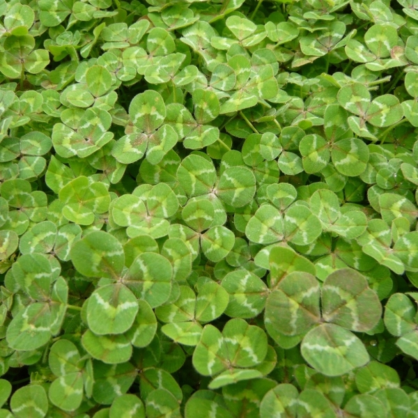 SEMI DI TRIFOGLIO SOTTERRANEO LEURA COMMERCIALE 25 KG