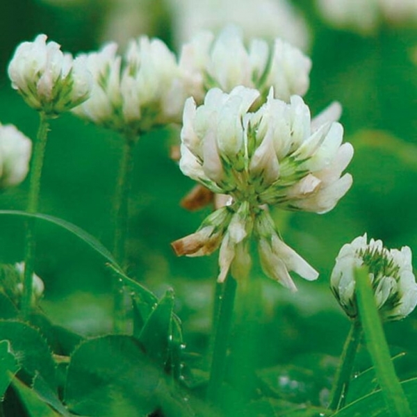 SEMI DI TRIFOGLIO ALESSANDRINO LEILA 25 KG