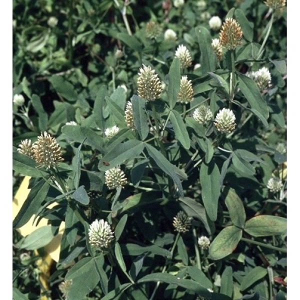 SEMI DI TRIFOGLIO SQUARROSO COMMERCIALE 25 KG- certificato