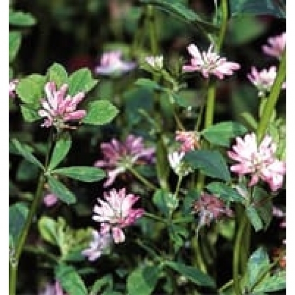 SEMI DI TRIFOGLIO RESUPINATO MOA 25 KG