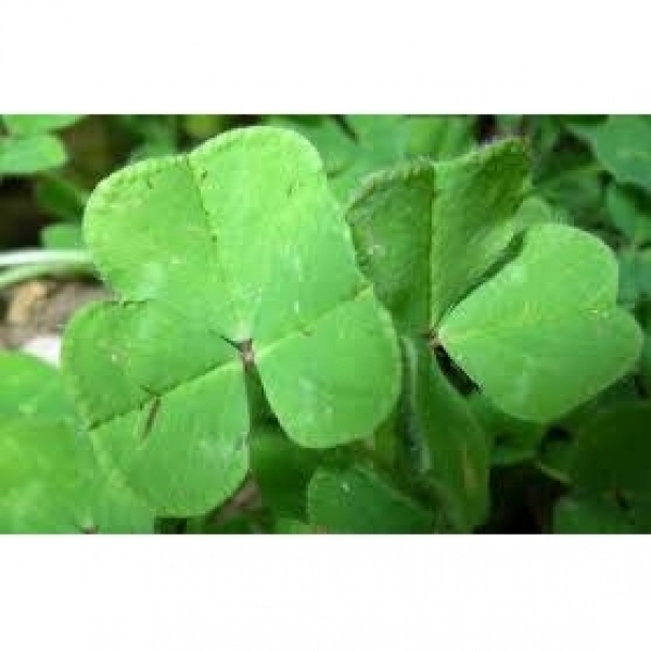 SEMI DI TRIFOGLIO SOTTERRANEO WOOGENELLUP 25 KG