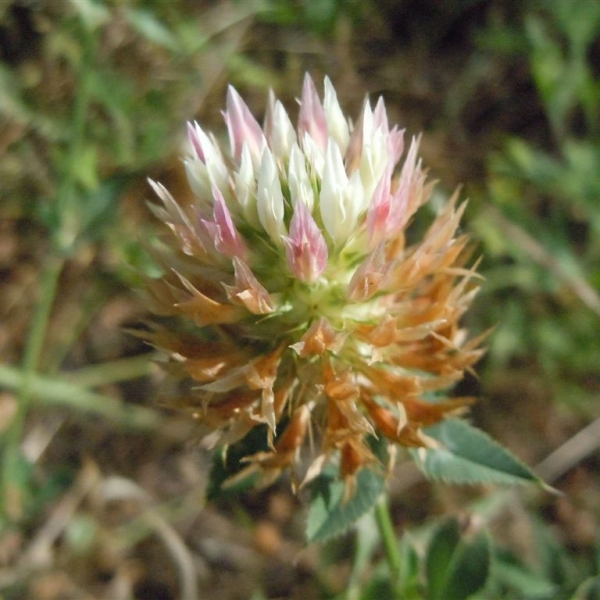 SEMI DI TRIFOGLIO VESCICOLOSO ZULU II COMM.LE 25 KG