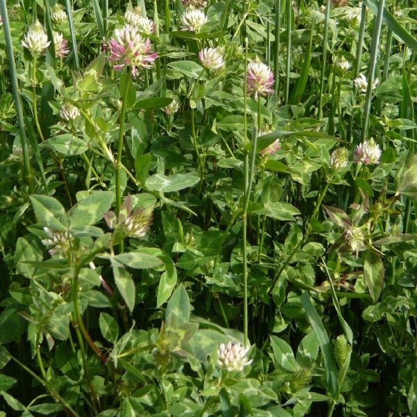 Trifoglio Vescicoloso Zulu II – 25 kg – Non trattati – Per Fi...