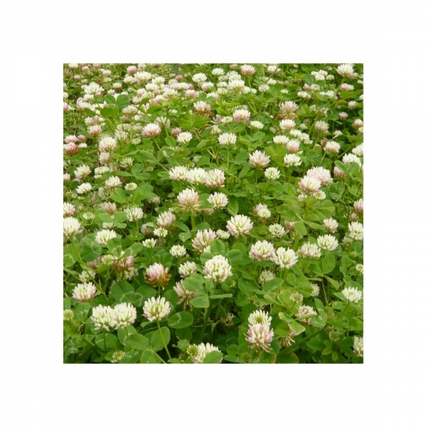 SEMI DI TRIFOGLIO MICHELIANO BOLTA COMM.LE 25 KG