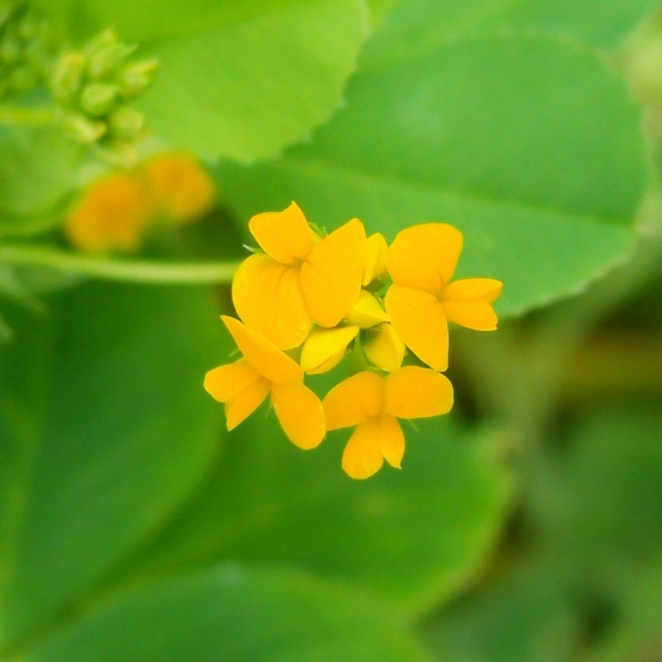 SEMI DI ERBA MEDICA POLIMORFA SCIMITAR/CAVALIER COMM.LE 25 KG