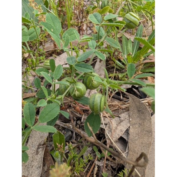 Erba Medica Scudata Sava – 25 kg – Non trattati – Per Pascolo...