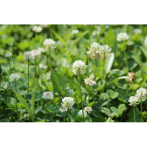 Trifoglio Bianco Haifa – 25 kg – Non trattati – Per Pascolo e...