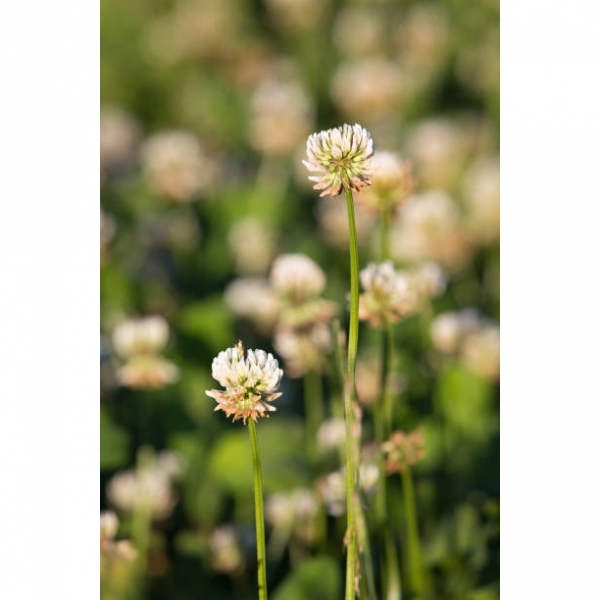 SEMI DI TRIFOGLIO REPENS HAIFA 25 KG