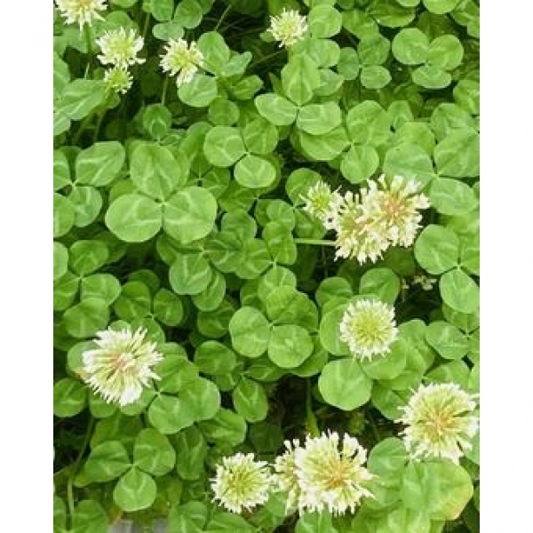 SEMI DI TRIFOGLIO LADINO FIONA 25 KG