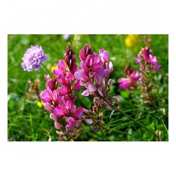 SEMI DI LUPINELLA SGUSCIATA COMM.LE 25 KG