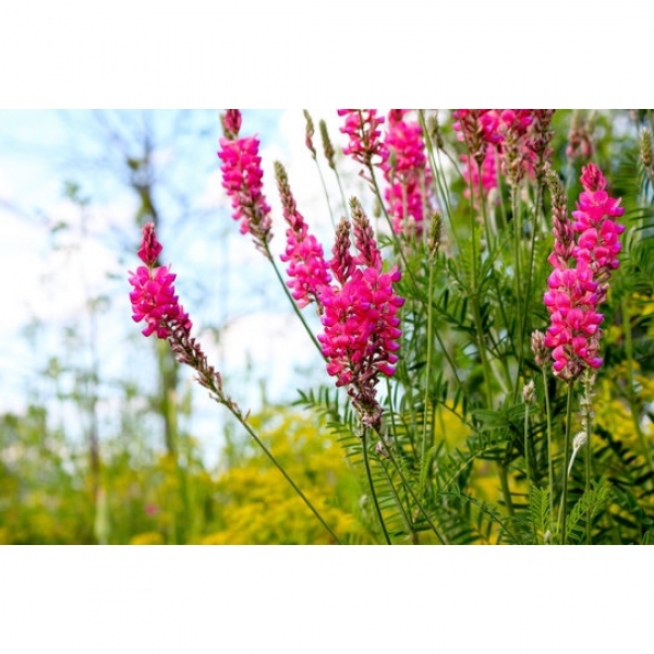 SEMI DI LUPINELLA SGUSCIATA COMM.LE 10 KG