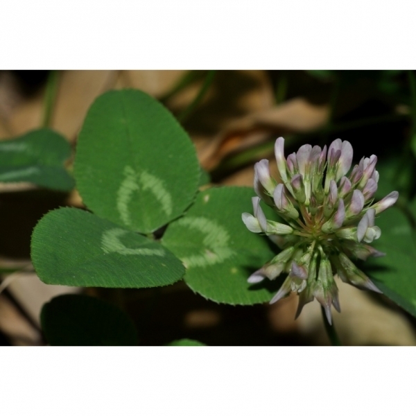 SEMI DI TRIFOGLIO IBRIDO AURORA 25 KG