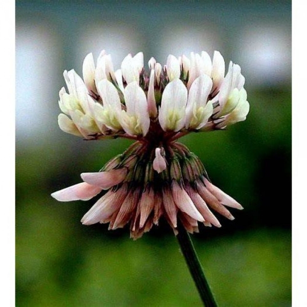 SEMI DI TRIFOGLIO LADINO