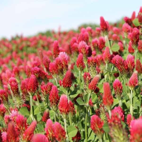 SEMI DI TRIFOGLIO INCARNATO