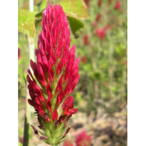 SEMI DI TRIFOGLIO INCARNATO VARIETA' RED 25 KG - BIOLOGICO