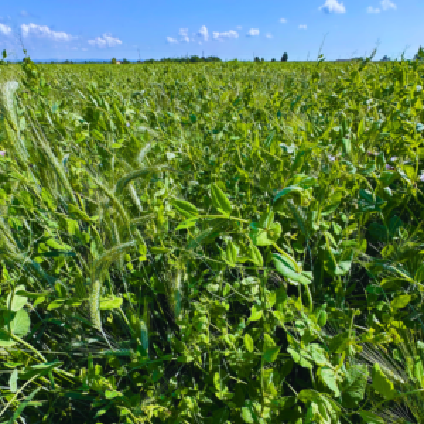 MISCUGLIO SPECIAL FIENO 20 KG A CICLO MEDIO PER FIENO,FORAGGIO VERD...