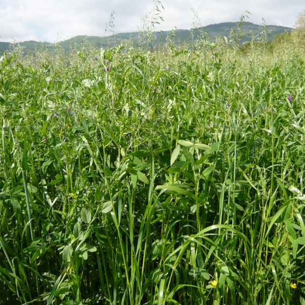 MISCUGLIO SUPER FIVE 20 KG A CICLO PRECOCE PER INSILATO, FIENO, PAS...