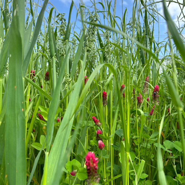 MISCUGLIO GENIUS DEL SUD 20 KG A CICLO PRECOCE PER PASCOLO, FORAGGI...