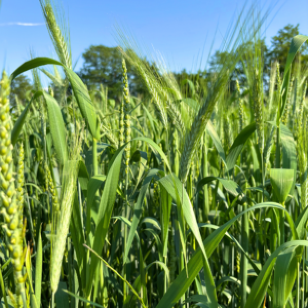 MISCUGLIO PONTINO 20 KG A CICLO MEDIO - PER FIENO E INSILATO