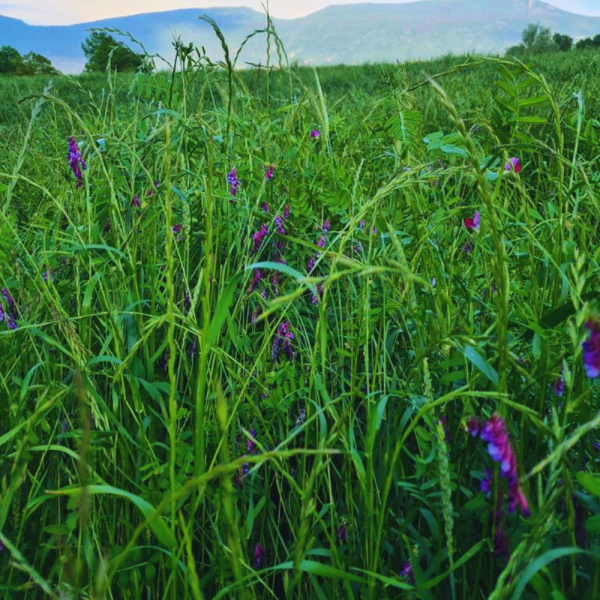 MISCUGLIO SPONGEBOB 25 KG - A CICLO MEDIO/TARDIVO PER INSILATO