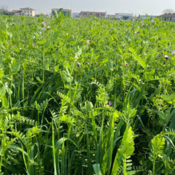 MISCUGLIO GREEN METHAN 20 KG - A CICLO MEDIO-PRECOCE PER INSILATO