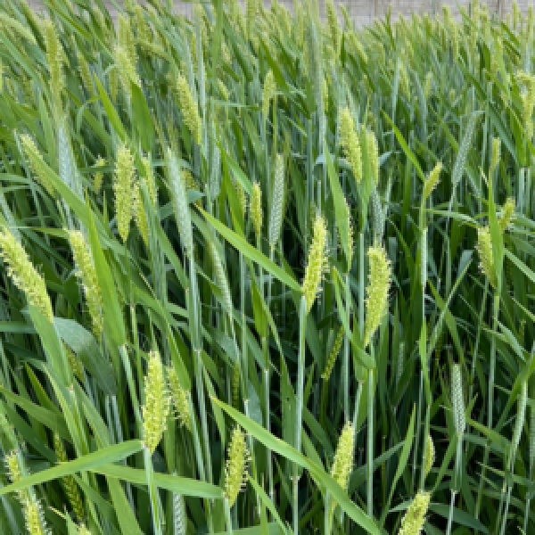 MISCUGLIO CEREAL SILO 25 KG - A CICLO MEDIO TARDIVO PER INSILATO