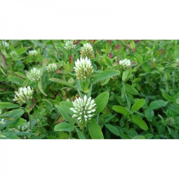 SEMI DI TRIFOGLIO SQUARROSO